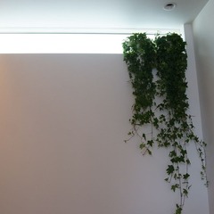 繊細で上品な空間で光とグリーンを感じて癒されるシンプルモダンな玄関