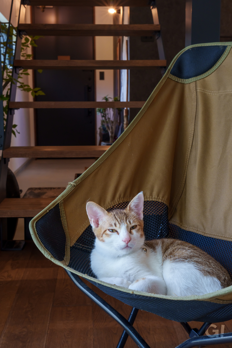 猫ちゃんとのびやかに暮せるこだわりのデザイナーズ住宅の写真