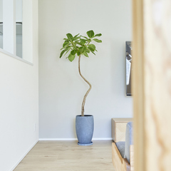 観葉植物でグリーンに癒される生活が叶うデザイナーズ住宅のLDK
