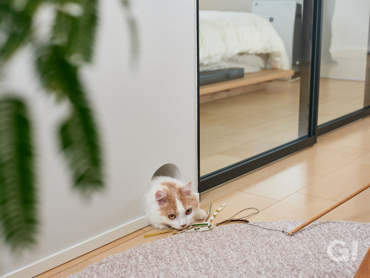 猫と暮らす円環構造の家／南大阪