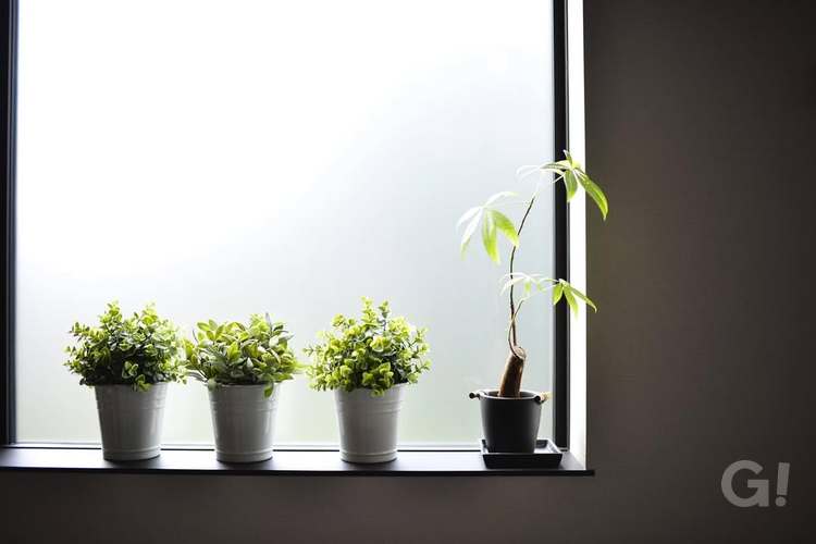 植物たちも気持ち良さそうですね。